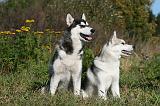 SIBERIAN HUSKY 871